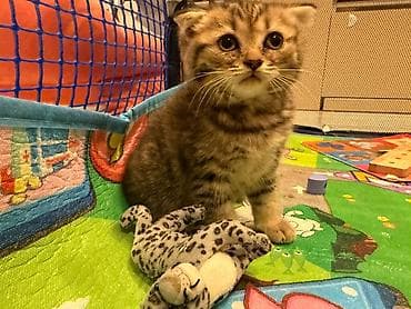 Кошки: Шотладская вислоухая — 1
