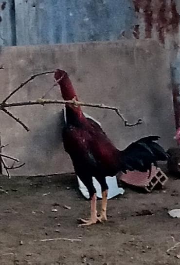 bramo xoruz: Satlıq xoruz - Cins: iri quruluşlu, uzunboyun döyüş tipli xoruz - — 1