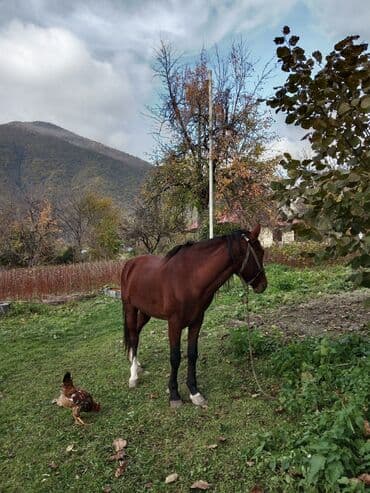 dana qiyməti xacmaz: Qəhvəyi rəngli, zərif quruluşlu at satılır. - Bədənin rəngi tünd — 4