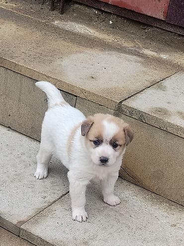 xususi heyvan adlari: Salam Ozune Temmiz Qan Qurdbasar kucuki Axdaran Elaqe Saxlasin 24 — 5