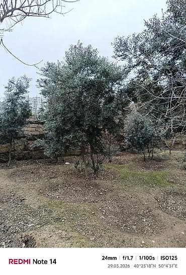 lipa agaci: Zeytun ağacları - Seçim: müxtəlif ölçü və yaşlarda zeytun ağacları - — 7