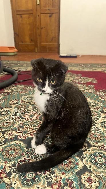 Digər heyvanlar: Şotland yastı qulaq, Erkək, Yaxşı əllərə, Ünvandan götürmə — 2