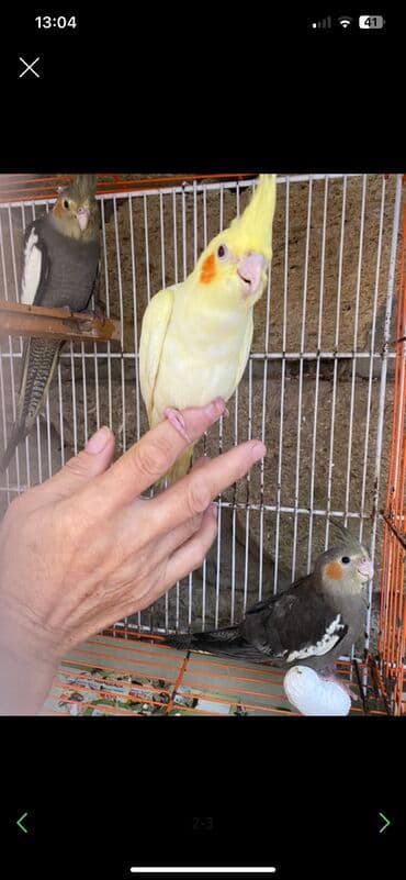 pişik satışı bakı: Digər quşlar — 5