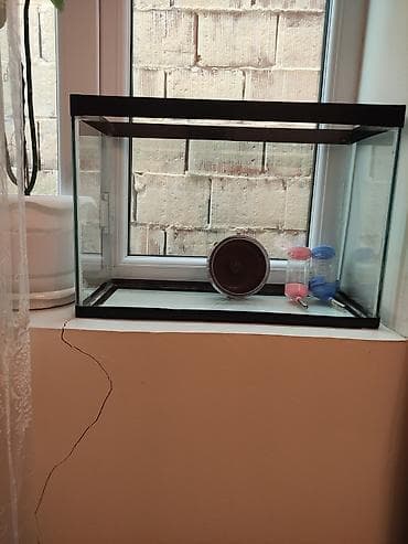 Şəffaf şüşədən hazırlanmış, kiçik heyvanlar üçün uyğun bir qəfəs