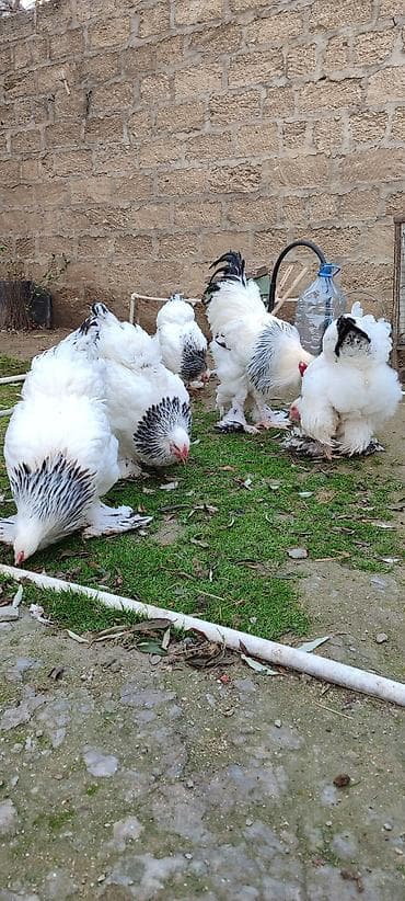 cins inekler azerbaycanda: Mayalı brama yumurtası. Şəkildə də göründüyü kimi iri, təmiz cins — 5