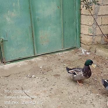 at qiyməti: Görduyunuz səsli ördəklər artiq bir neçəsi yumurtduyur Lal ördeklərin — 5