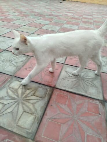 ucuz pişiy: Ağ rəngli ev pişiyi. - Tam ağ, qısa tüklü, incə bədən quruluşu - — 3