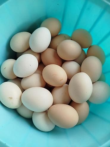 broyler yumurta: Təzə kənd toyuq yumurtası
Masallı rayonundq əldə edə bilərsiniz — 1