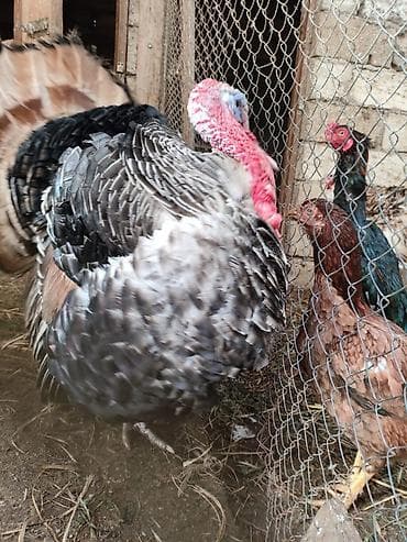 Digər heyvanlar: Erkək, Damazlıq — 9