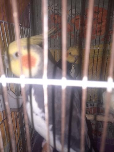 Nimfa (Cockatiel) – boz-ağ ləkəli bədən, sarı baş və narıncı yanaq