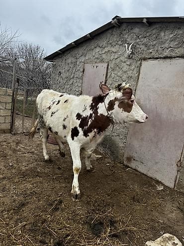 bildircin satşı: Simmenatlla ivanofka mələzi düyə satılır. Buzovluğundan məndədir.Öz — 1