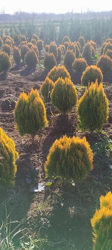 Şitillər: Məhsul: Peyzaj üçün iynəyarpaq və gül kolları - Thuja “Aurea Nana” — 2