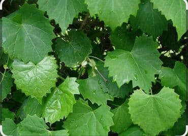 1 ton suyun qiymeti: Təzə üzüm yarpaqları konservləşdirilmiş bankalarda. Dolma hazırlamaq — 1