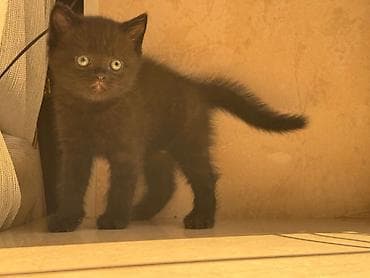 misir pişiyi: Şinşilla, Erkək, Yaxşı əllərə, Ödənişli çatdırılma — 1