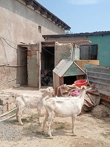 sane keci: Dişi, Zanen, il: 1, 50 kq, Damazlıq, Pulsuz çatdırılma — 1