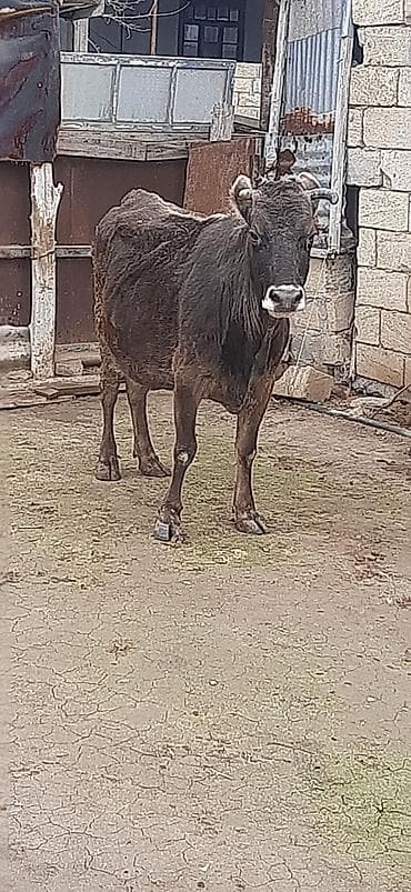 holşteyn inək: Salam qisirdi yeni subaydi Vacap akdivdir xayis edirem bos bekar — 3