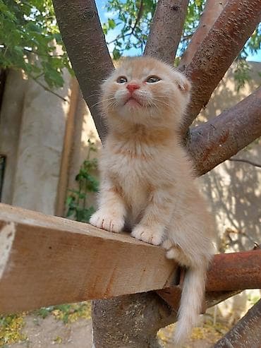 siyamski pişik: Şotland uzun tüklü — 6