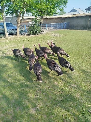 amerkan bronz: Dişi, Amerika, Damazlıq — 1