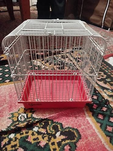 Digər heyvanlar: Tezeden secilmir — 2