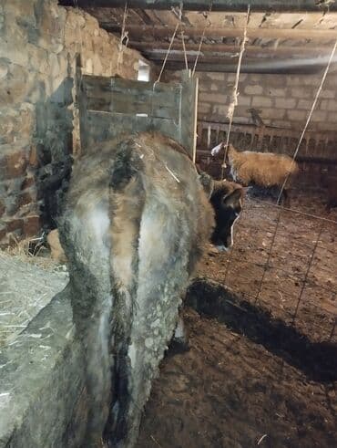 Toyuqlar: Dana, buzov, Erkək, ay: 6, Ətlik — 10