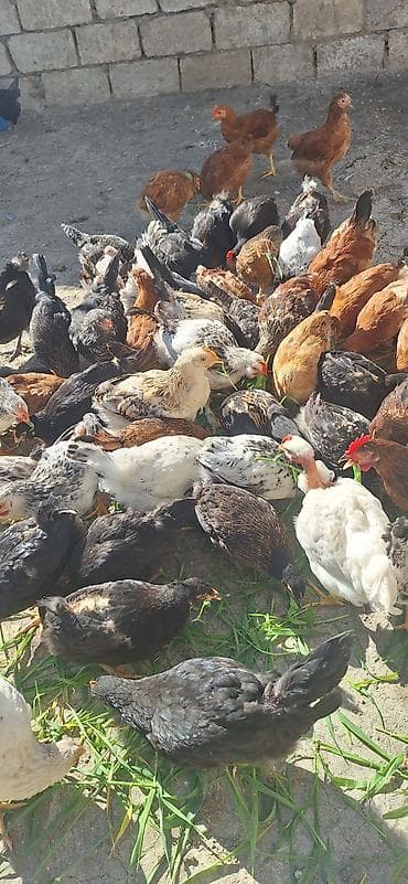 kend cucesi: Toyuq cücələri, Damazlıq — 3