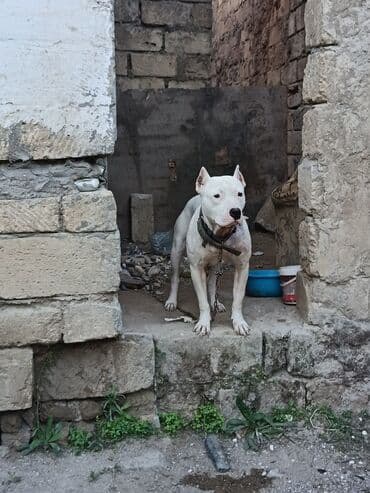 oglan it adlari: Ağ rəngli, əzələli, orta-böyük ölçülü it. Qısa tüklü, qulaqları kəsik — 7