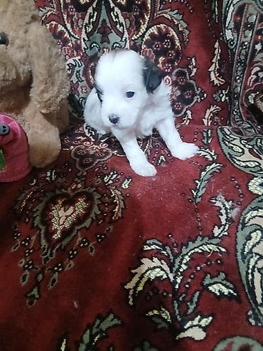 Pişiklər: Pudel, 1 ay, Dişi — 10