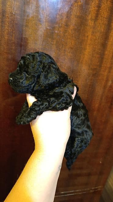 qax heyvan: Пудель, С прививками — 1