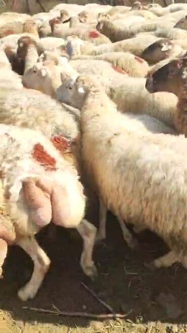 bakida cins ineklerin satisi: Dişi, il: 1, 50 kq, Damazlıq, Ünvandan götürmə — 4