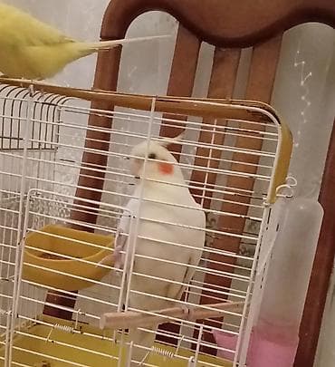 Cute hazlr yetisgin Disi korella satllr