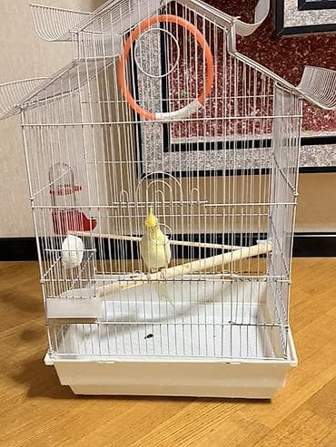 balaca it cinsi: Məhsul: Sarı rəngli nimfa (cockatiel) tutuquşu Təsvir: - Gözoxşayan — 5