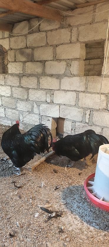yemler: Orjinal uzunquyruq avstralop cücə və yumurtası — 3