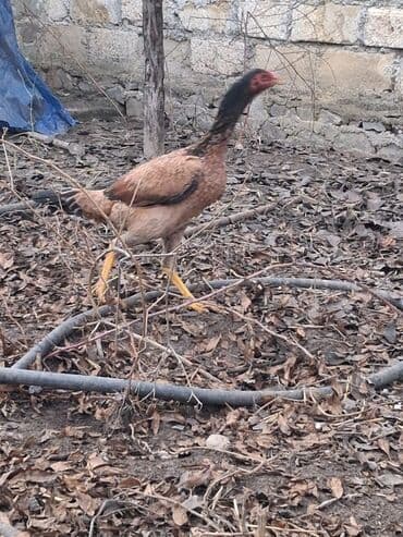 Gəmiricilər: Xoruz, il: 1, Ödənişli çatdırılma — 5