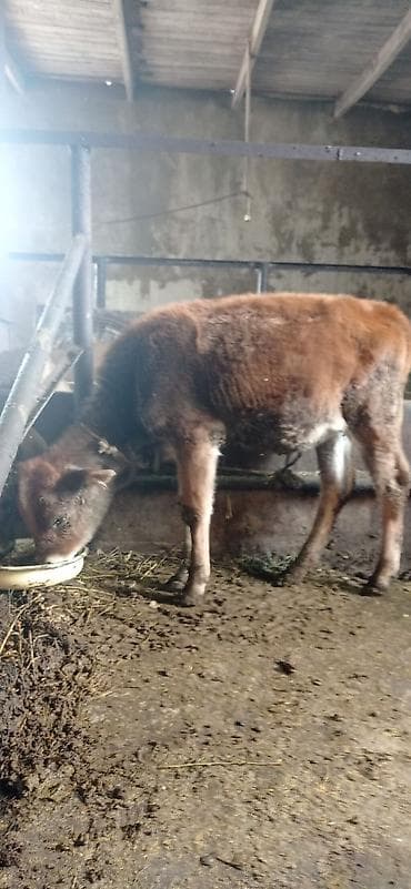 quslar type 1: Satlıq buzov - Növ: Yerli dana dişidi - Qidalanma: üyüdülmüş yem və — 2