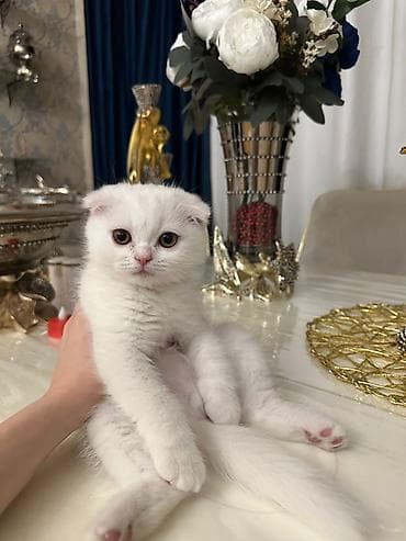 Шотладская вислоухая