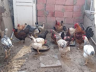 Toyuq, Damazlıq, Ünvandan götürmə