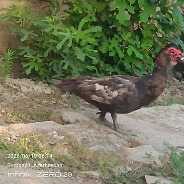 it adları erkek: 11 bala səsli ördəkdilər analarida yanlarındadı birdə macar erkey lal — 8