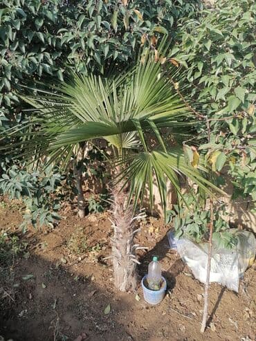 sumax ağacı: Dekorativ ağaclar satılır — 1