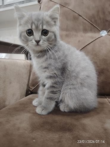 it yemleri: Şotland, Dişi — 1