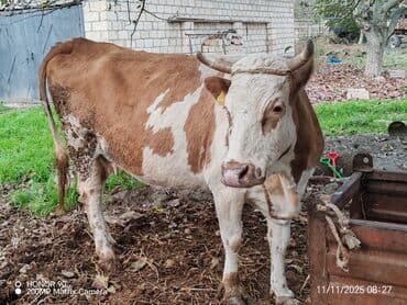 Собаки: Simental tipli inək Dekabr ayının 10 doqquz ayı tamamdır. Dördüncü — 3