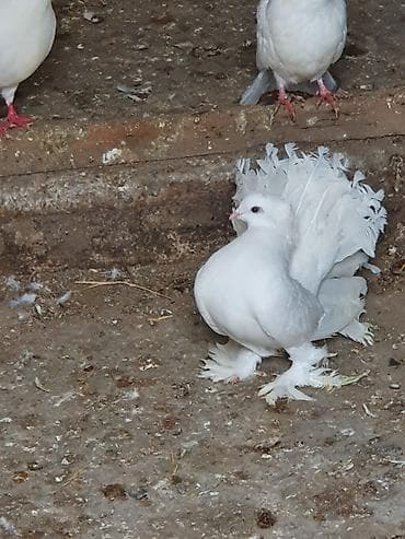 feniks quşu: Məhsul: Bəzəkli göyərçinlər – ağ rəngli, quyruğu yelpikvari Təsvir: - — 9