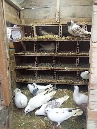 taxta qefesler: Məhsul: Ev şəraitində göyərçin saxlamaq üçün taxta/sandviç panelli — 5