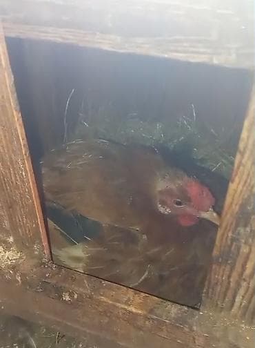 Куры: Курица, Для яиц — 3