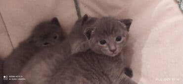 Daraq panellər: Britan, Dişi, Erkək — 9