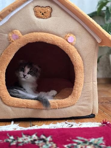 siyan pişiyi: Şinşilla, Erkək — 6