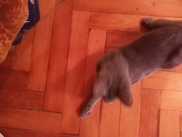 pişik geyimi: Şotland, Erkək, Yaxşı əllərə — 3