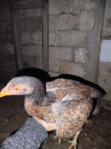 cuce satisi: Toyuq cücələri, Ətlik — 3