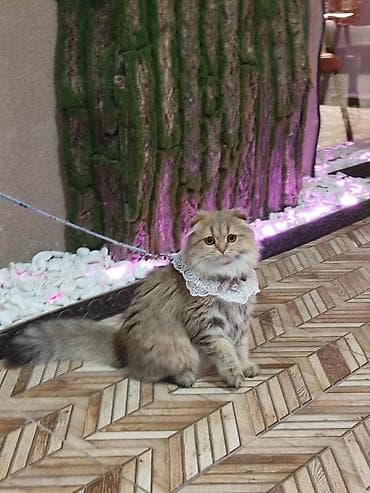 pisik sekilleri: Qızıl şinşilla, Dişi, Yaxşı əllərə, Ünvandan götürmə — 3