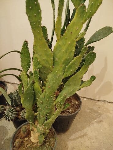 Çöl bitkiləri: Satiram hamsi 6azn — 5