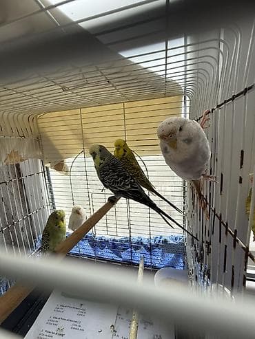 bülbül quşu: Cute hazır Çex quşlar, qızgın quşlardır ve temiz qan cex quşlardır — 1